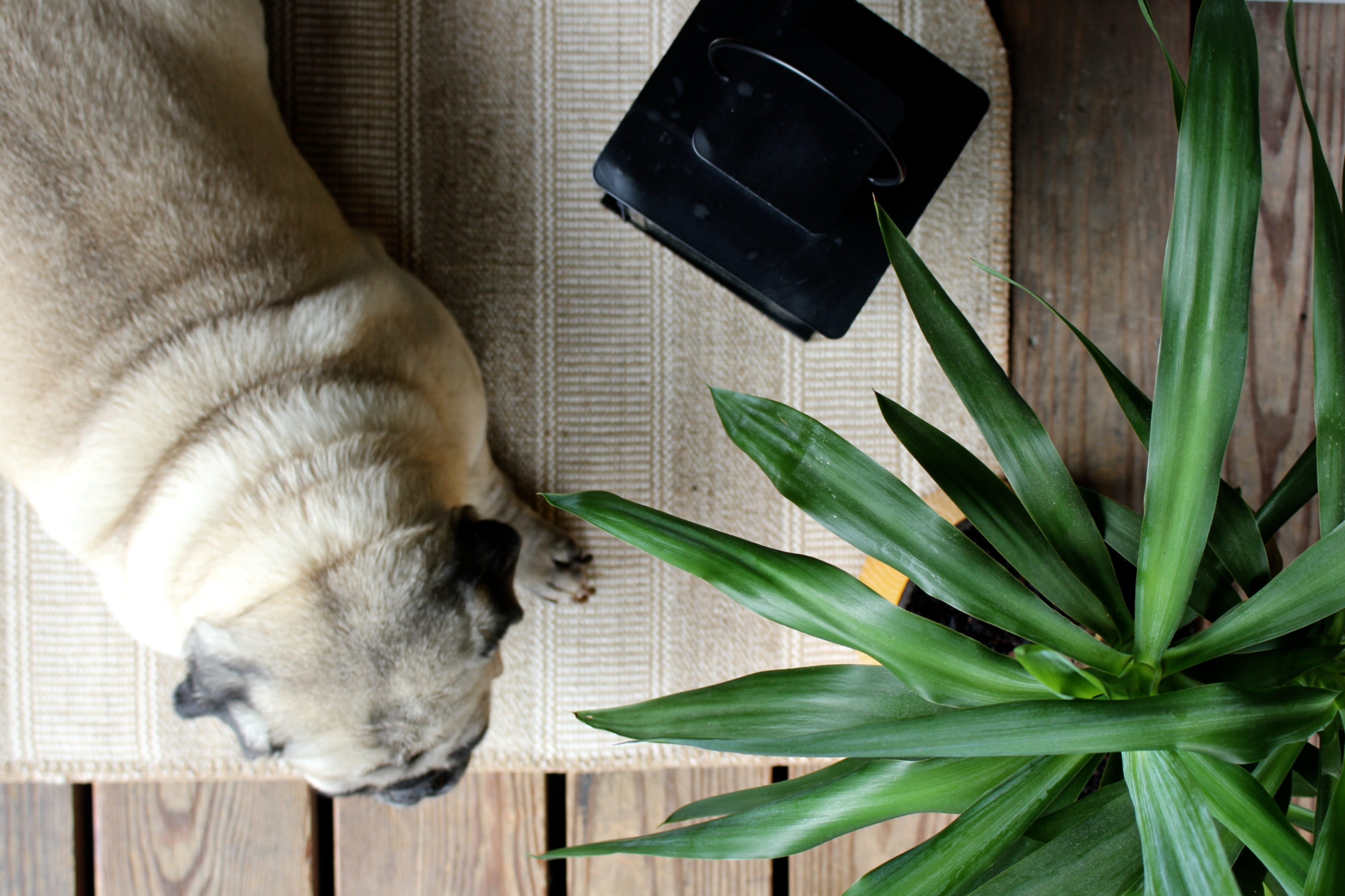 Frühlingsstimmung im März: Inspiration, Ideen & kleine Projekte